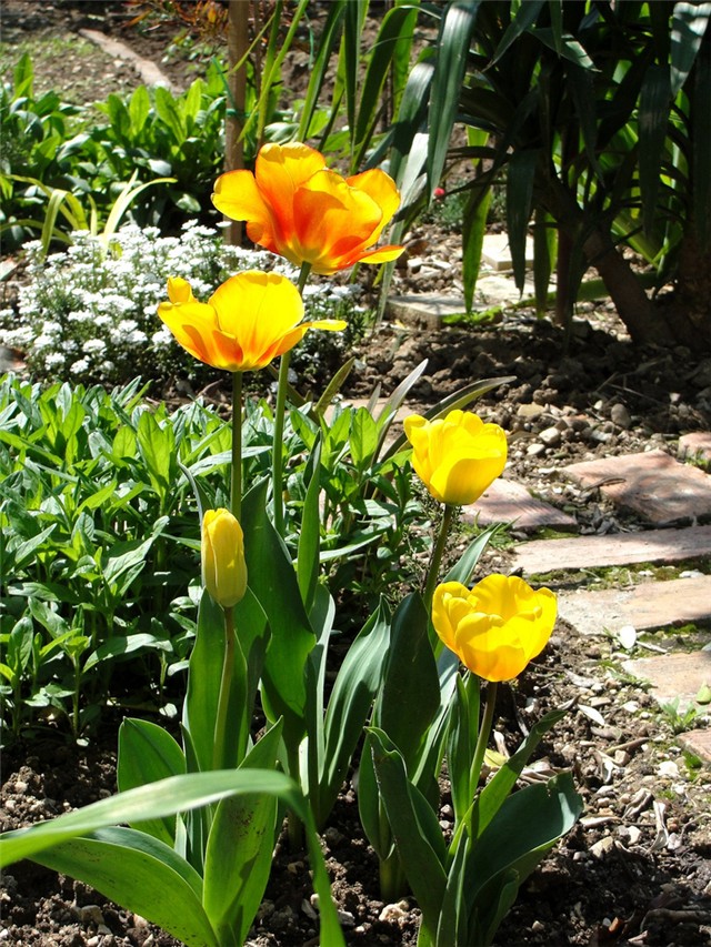 tulipani u mom vrtu